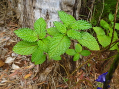 Stachytarpheta indica