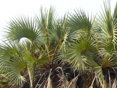 Hyphaene dichotoma