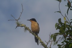 Donacobius atricapilla
