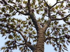 Hyphaene dichotoma
