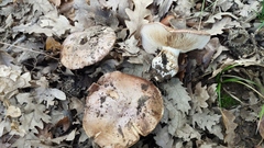 Phlegmacium balteatocumatile