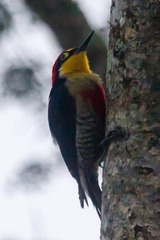 Melanerpes flavifrons