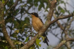 Donacobius atricapilla