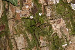 Oligolophus hanseni