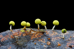 Physarum cremiluteum