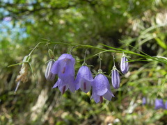 Campanula tanfanii