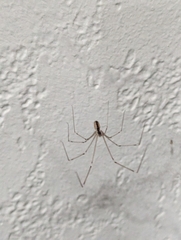 Pholcus phalangioides