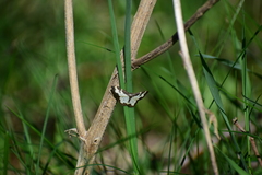 Lomaspilis marginata
