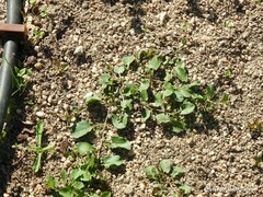 Convolvulus arvensis