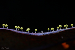 Physarum cremiluteum