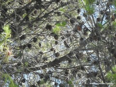 Pinus halepensis