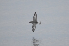 Pluvialis squatarola