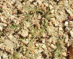 Spergularia purpurea