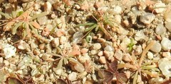 Spergularia purpurea