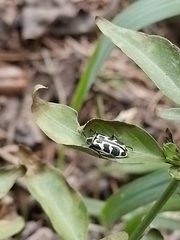 Astylus atromaculatus