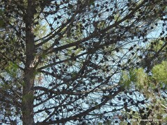 Pinus halepensis