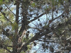 Pinus halepensis