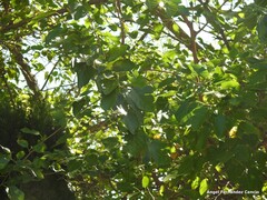 Morus alba