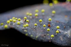 Physarum cremiluteum