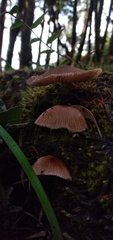 Collybiopsis neotropica