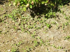 Convolvulus arvensis