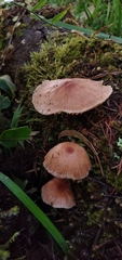 Collybiopsis neotropica