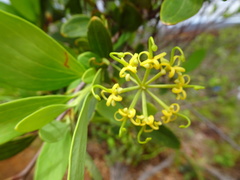 Stenocarpus umbelliferus