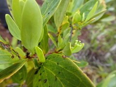 Stenocarpus umbelliferus