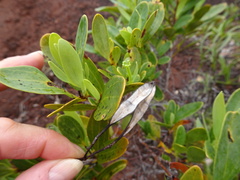 Stenocarpus umbelliferus