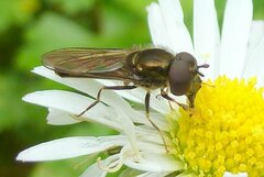 Platycheirus albimanus