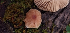 Collybiopsis neotropica