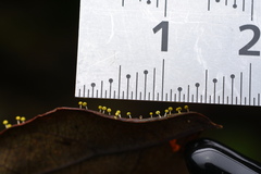 Physarum cremiluteum