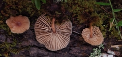 Collybiopsis neotropica