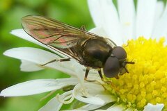 Platycheirus albimanus