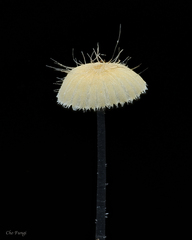 Mycena brunneisetosa
