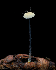 Mycena brunneisetosa
