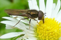 Platycheirus albimanus