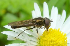 Platycheirus albimanus