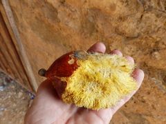 Hyphaene dichotoma