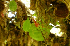 Lepanthes nematostele