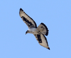 Aquila spilogaster