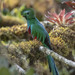 Resplendent Quetzal - Photo (c) elephi, some rights reserved (CC BY-NC), uploaded by elephi