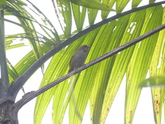 Chlorospingus semifuscus