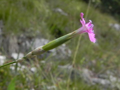 Dianthus longicaulis