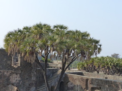 Hyphaene dichotoma