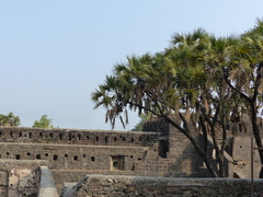 Hyphaene dichotoma