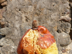 Hyphaene dichotoma