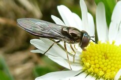 Platycheirus albimanus