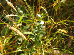 Olearia myrsinoides