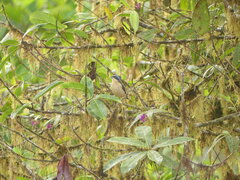 Pipraeidea melanonota